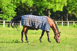 horse blankets