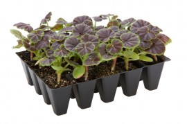 black seedling plug trays