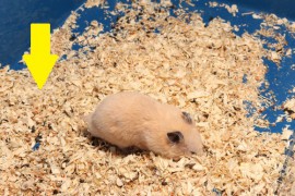 pet bedding